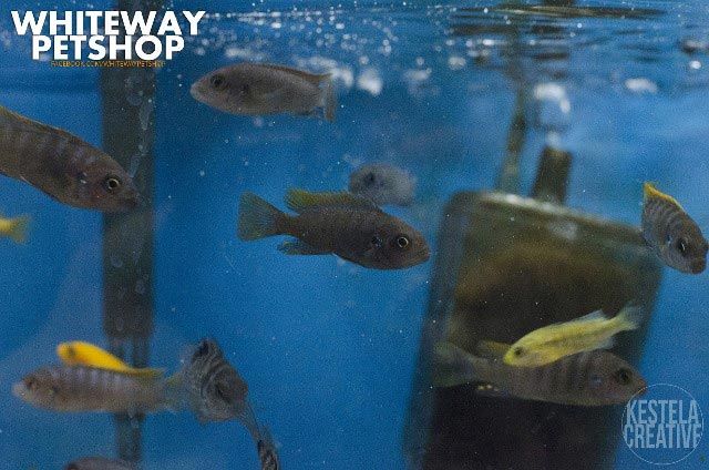 fish