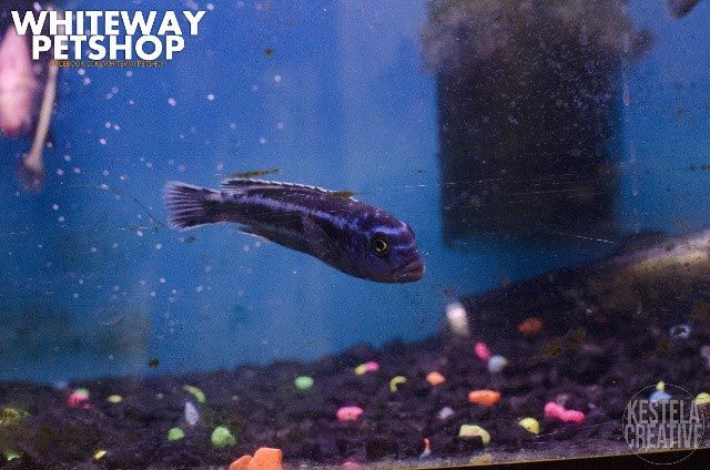 fish2