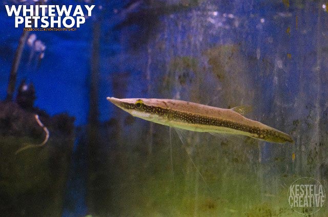 fish4