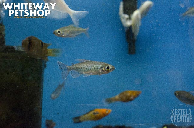 fish5