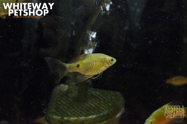 fish6