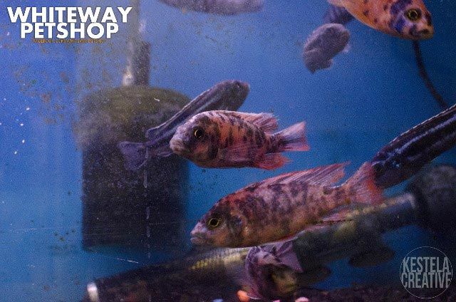 fish3