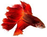 Colorful pets — Whiteway Pet Shop in Elizabeth, NJ Colorful pets — Whiteway Pet Shop in Elizabeth, NJ