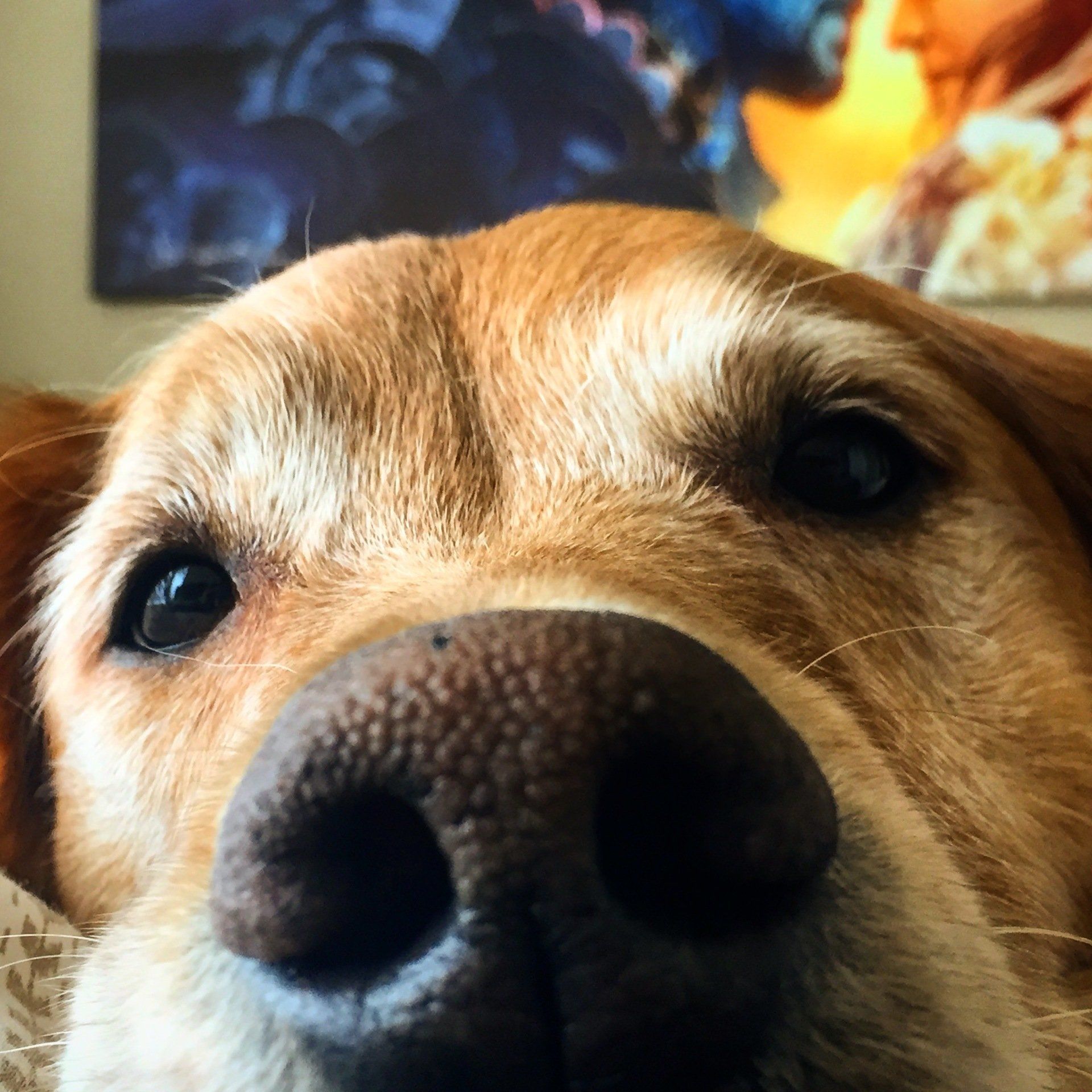 Happy Dog — Quality Veterinary Care in Loveland, CO