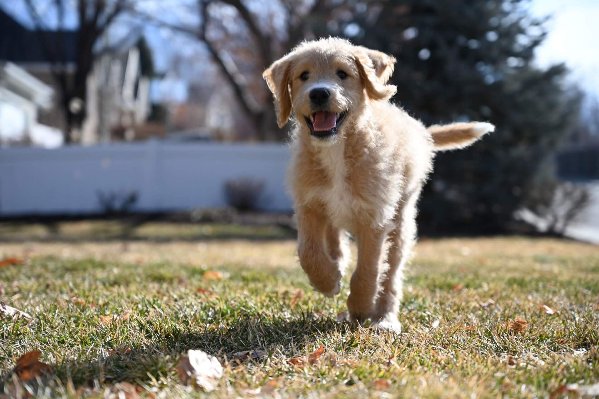 synthetic grass for pets