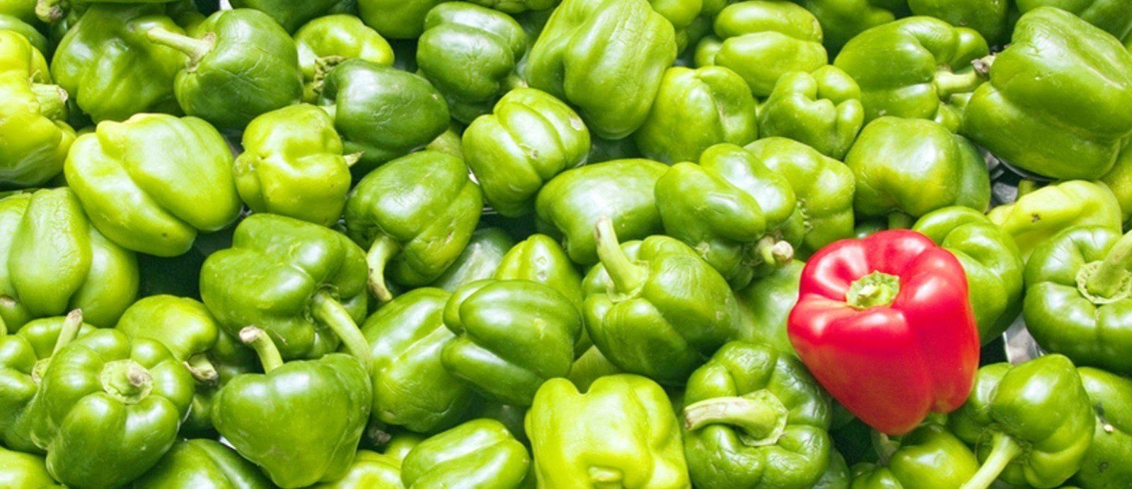how to differentiate yourself from the competition
