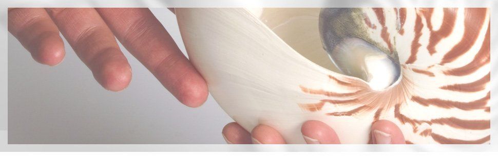 shell being held