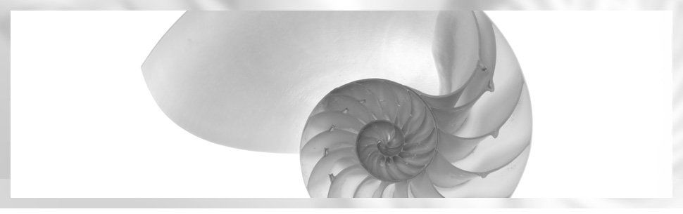 ammonite