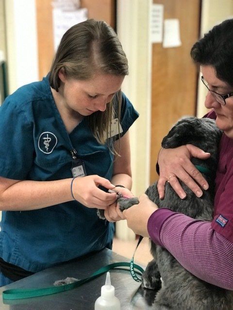 Veterinary Examination - Emergency Vet in Lewisburg, PA Veterinary Examination - Emergency Vet in Lewisburg, PA