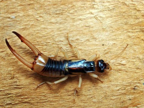 Earwig Extermination - Roach Control in Hyde Park, MA Earwig Extermination - Roach Control in Hyde Park, MA