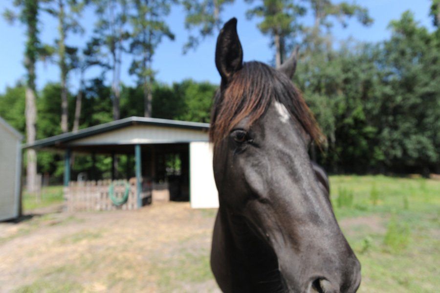 Soccaras Horse