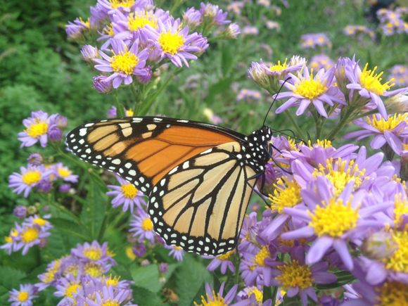 Plant Nursery — Media, PA — Terra Donna Gardens Plant Nursery — Media, PA — Terra Donna Gardens