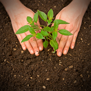 Green Lawn — Media, PA — Terra Donna Gardens