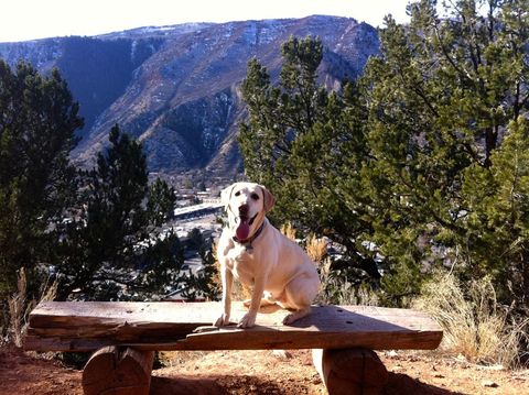 A Dog- Friendly Hotel in Glenwood Springs, CO A Dog- Friendly Hotel in Glenwood Springs, CO