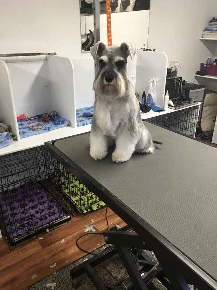 a dog sitting on a table