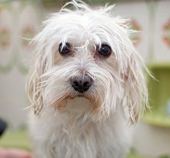 a small furry dog