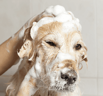 dog bath