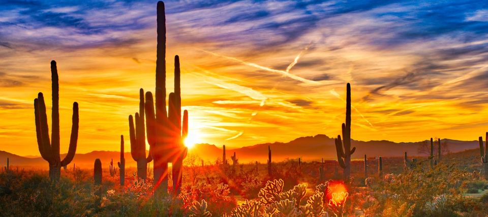 Parry Holdings Corp Sunrise Cactus
