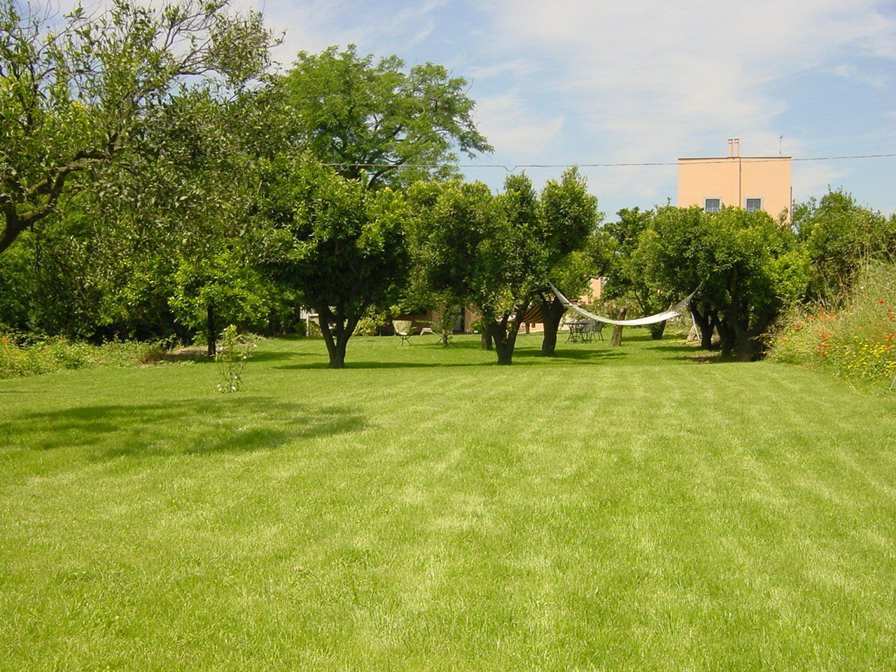prato con vari alberi