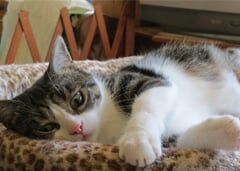 American_Shorthair_Breed