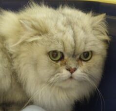 PersianCatBreed