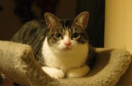American_Shorthair_Breed