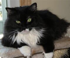 PersianCatBreed