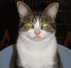 PersianCatBreed