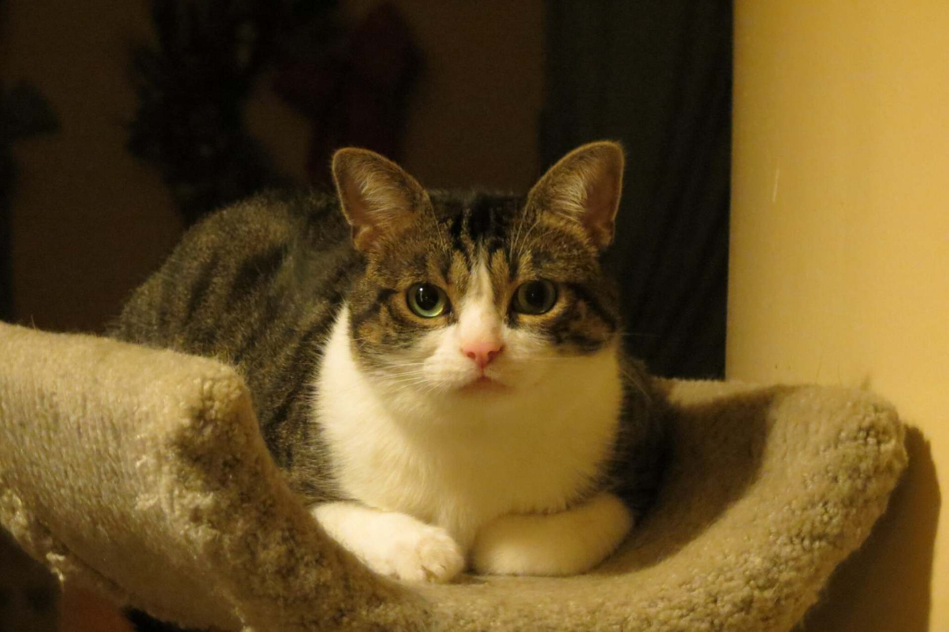 AmericanShorthairCat (1)