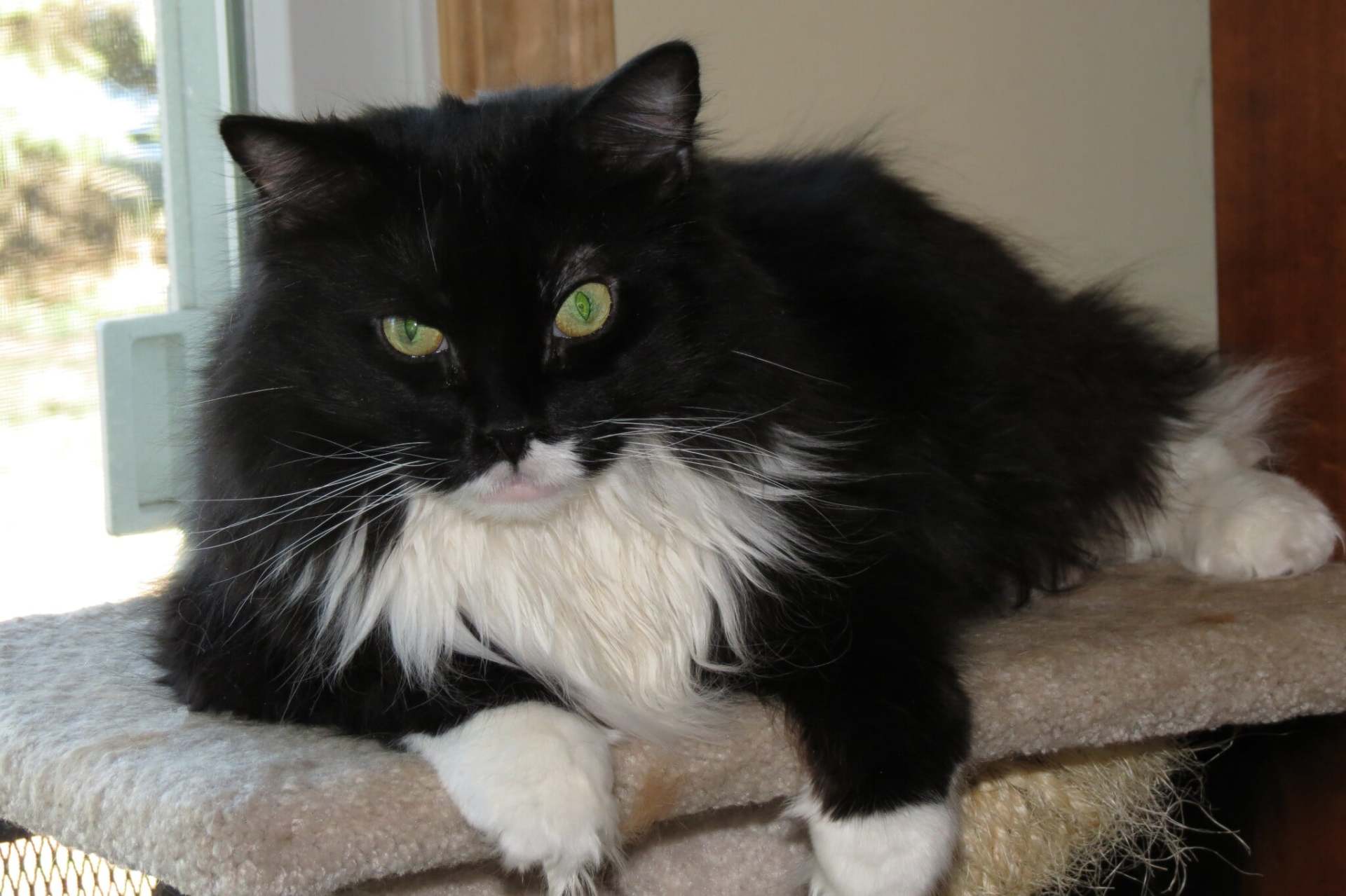 BlackSiberianwithWhiteMittens