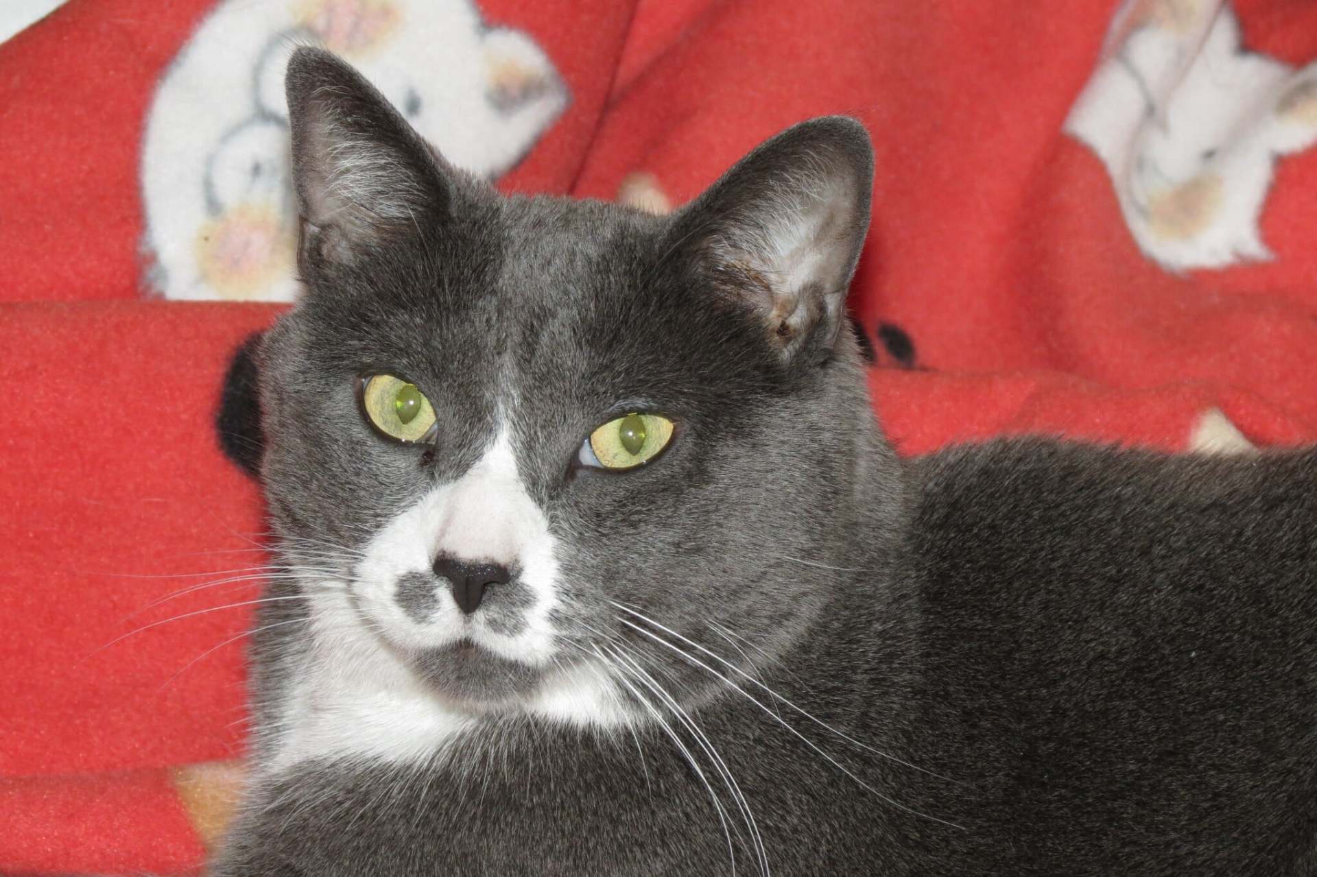 KoratCatBreed