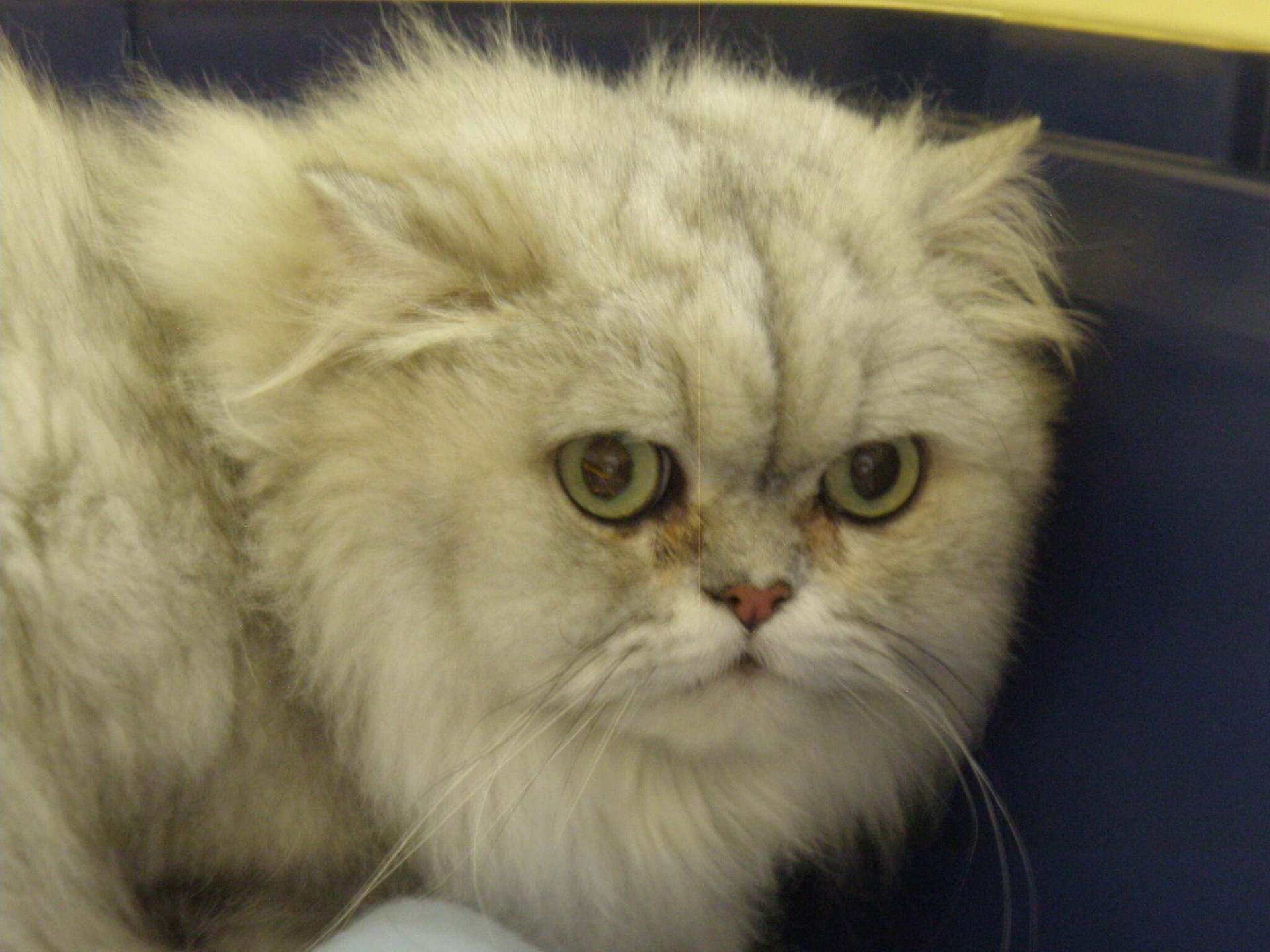 PersianCatBreed
