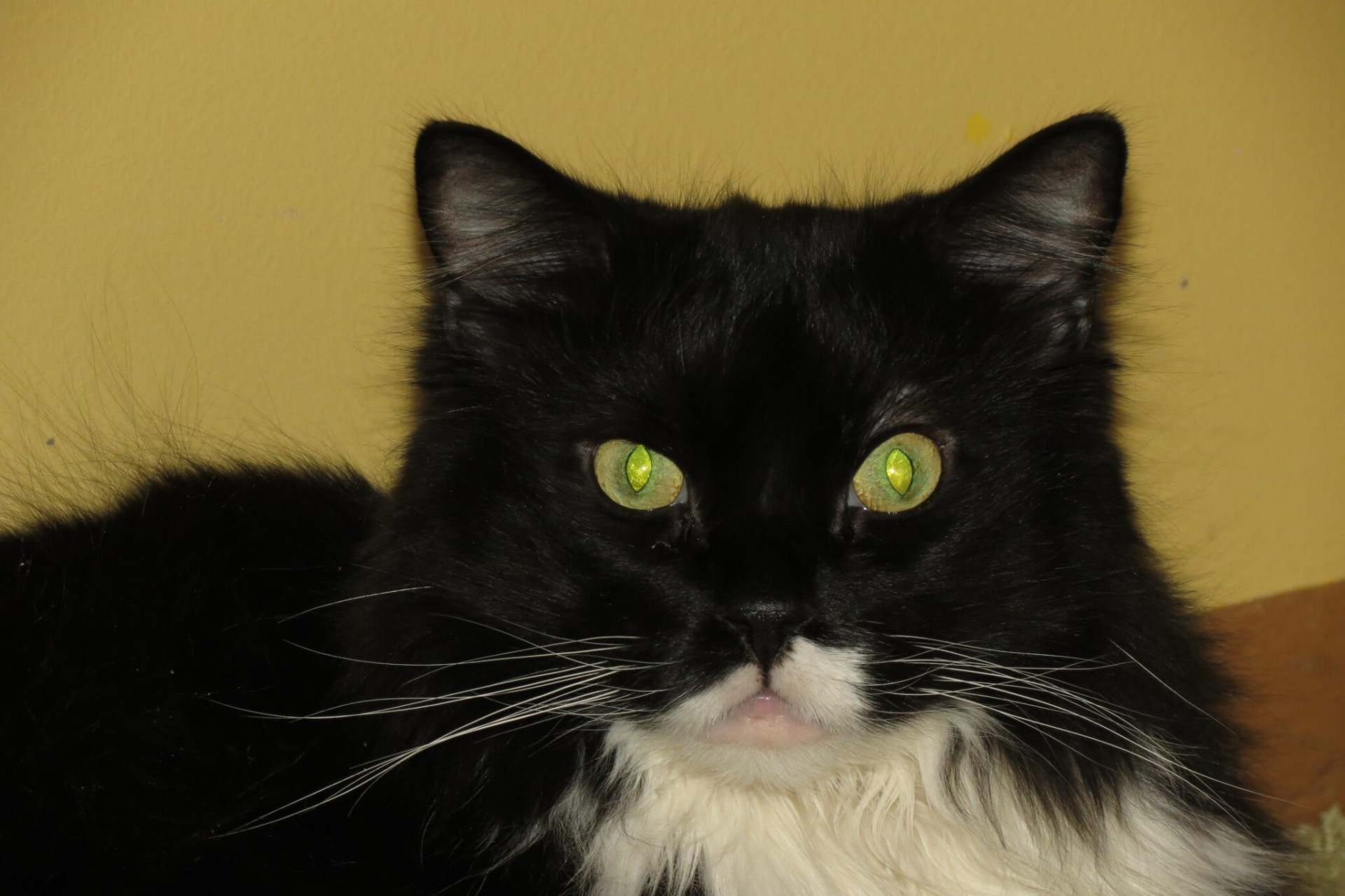 SiberianCatBreed
