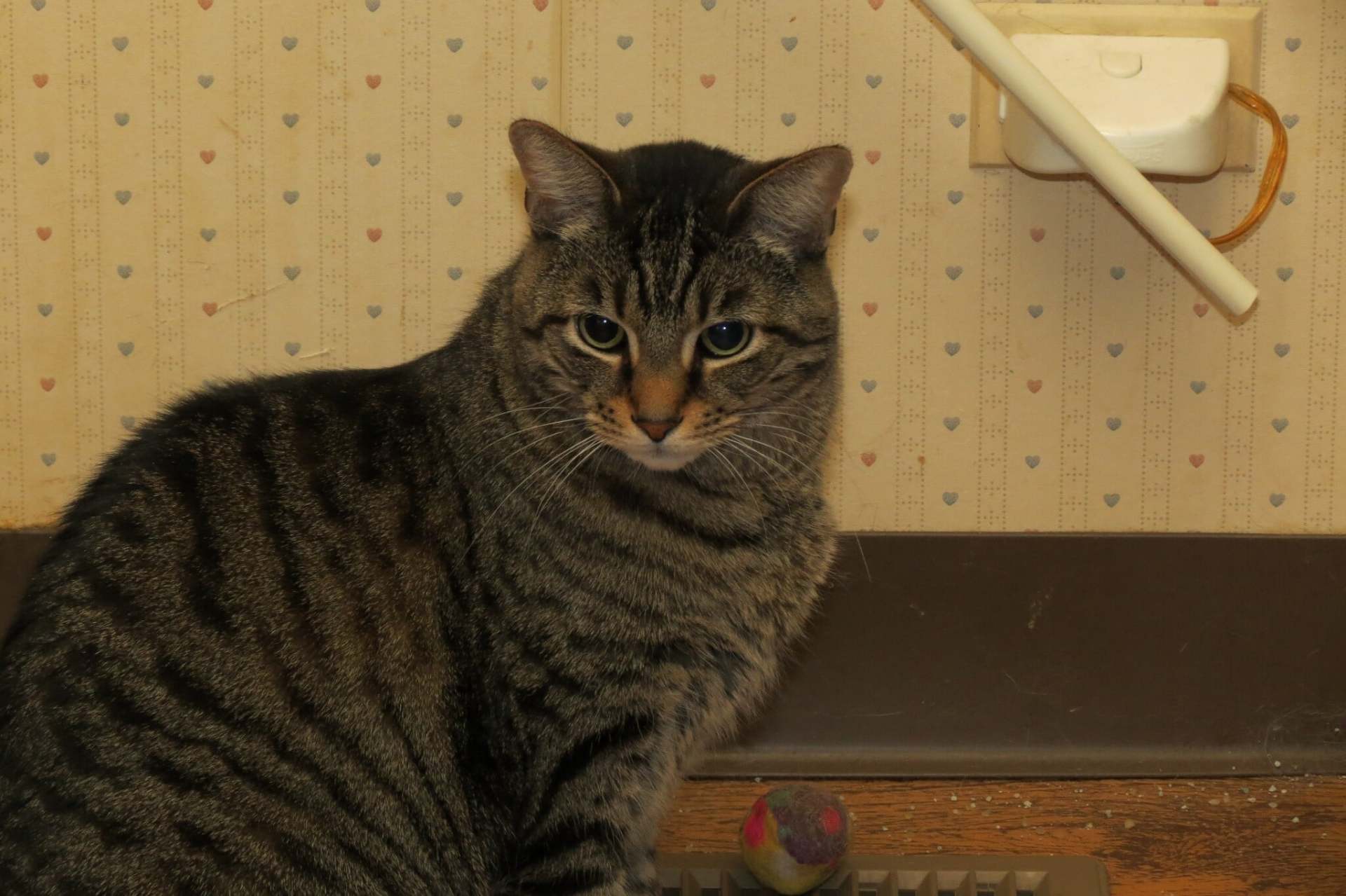 TabbyCatBrownCoat