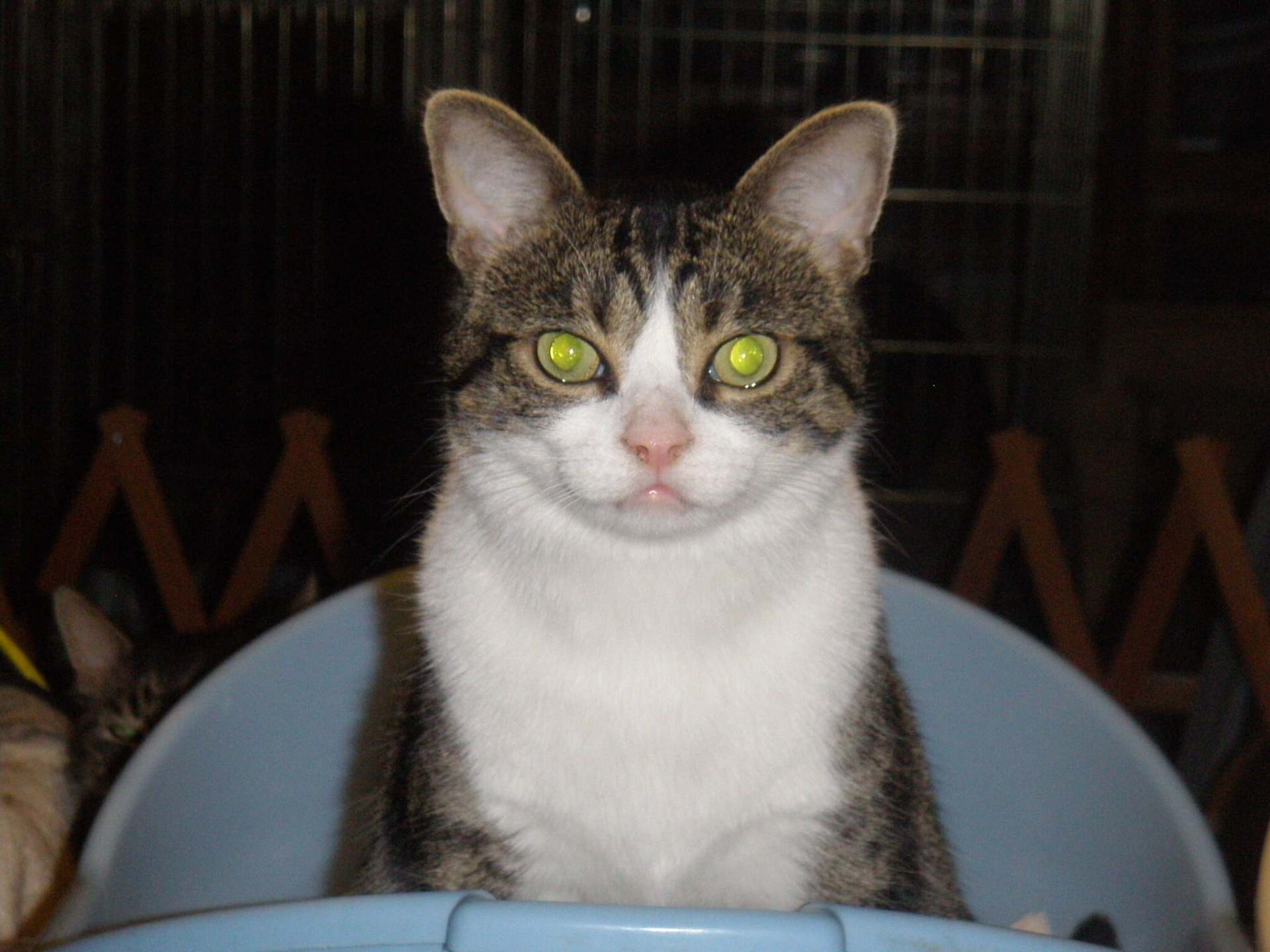 WhiteBreastAmericanShorthair