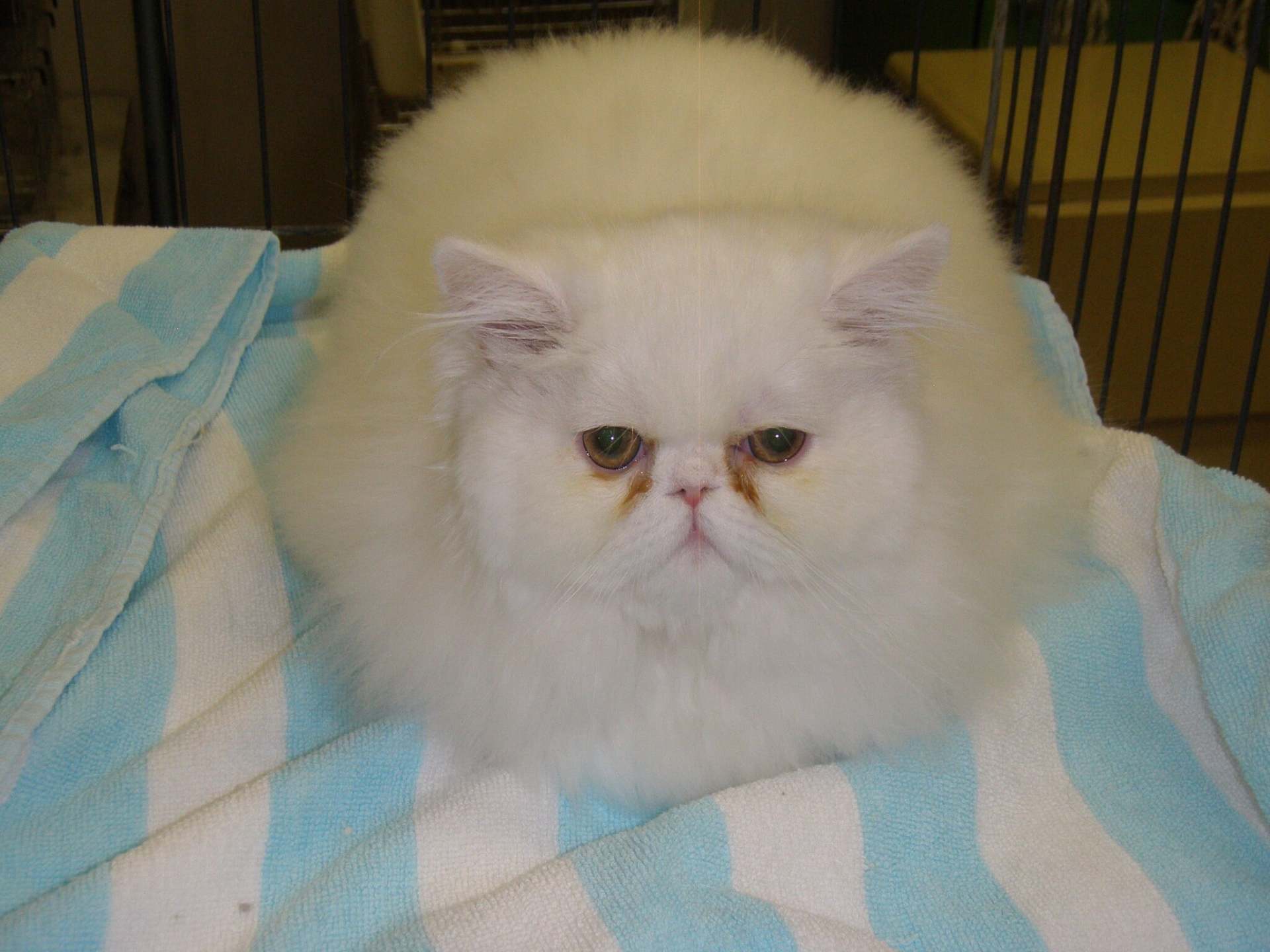 WhiteExoticShorthair