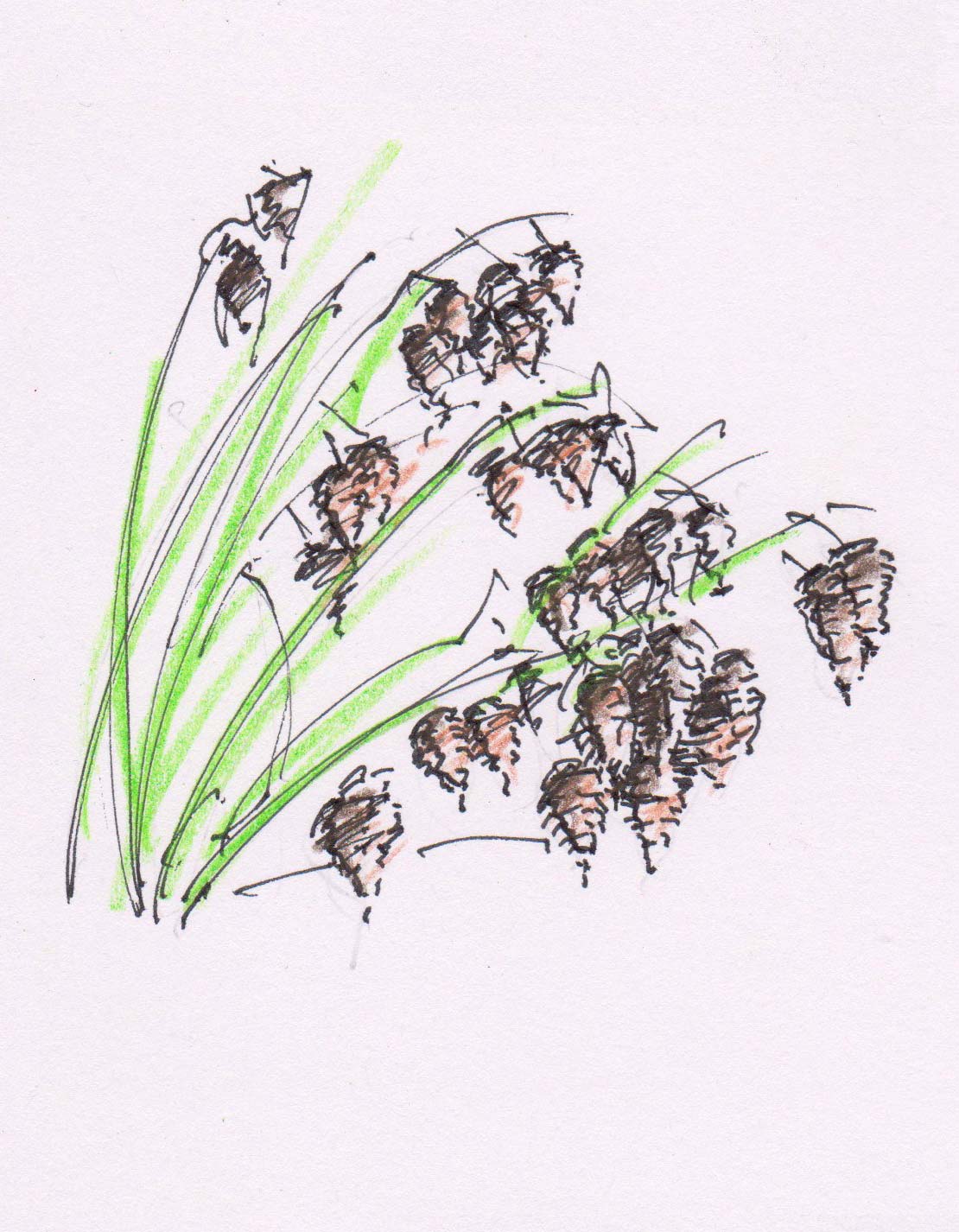 Briza Maxima Grass