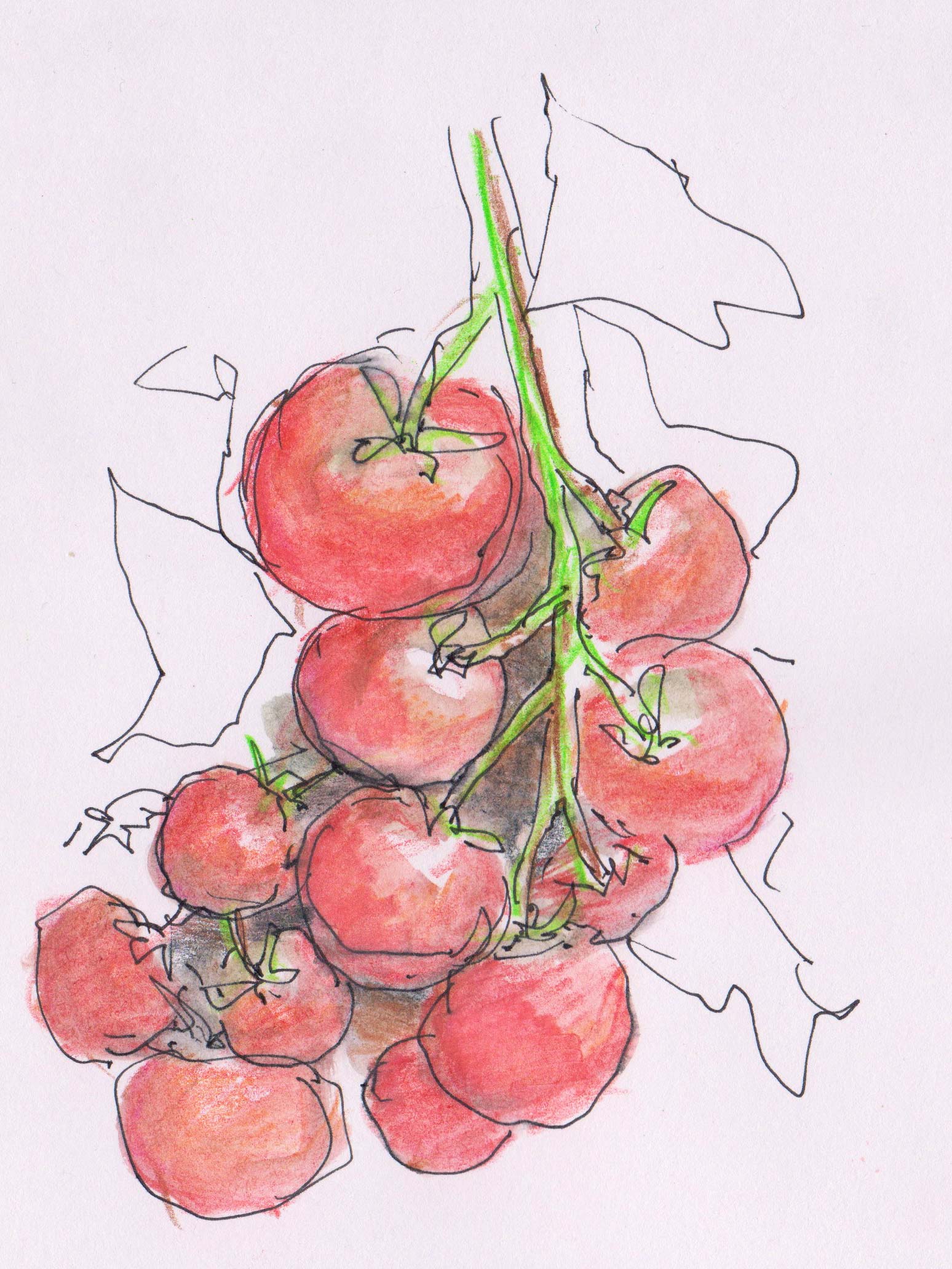 Money Maker Tomato