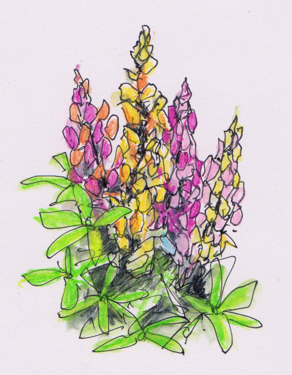 Lupin