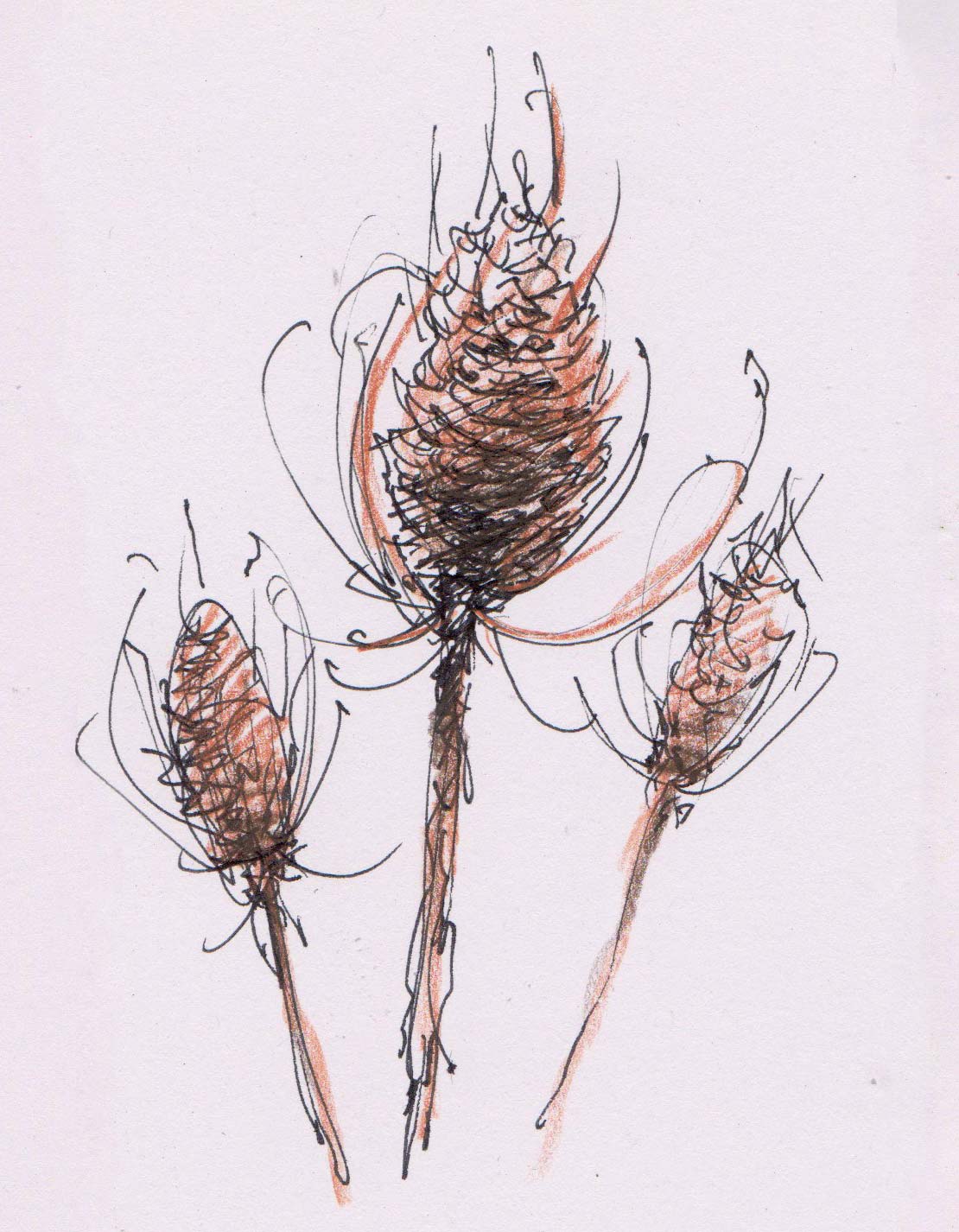 Teasel