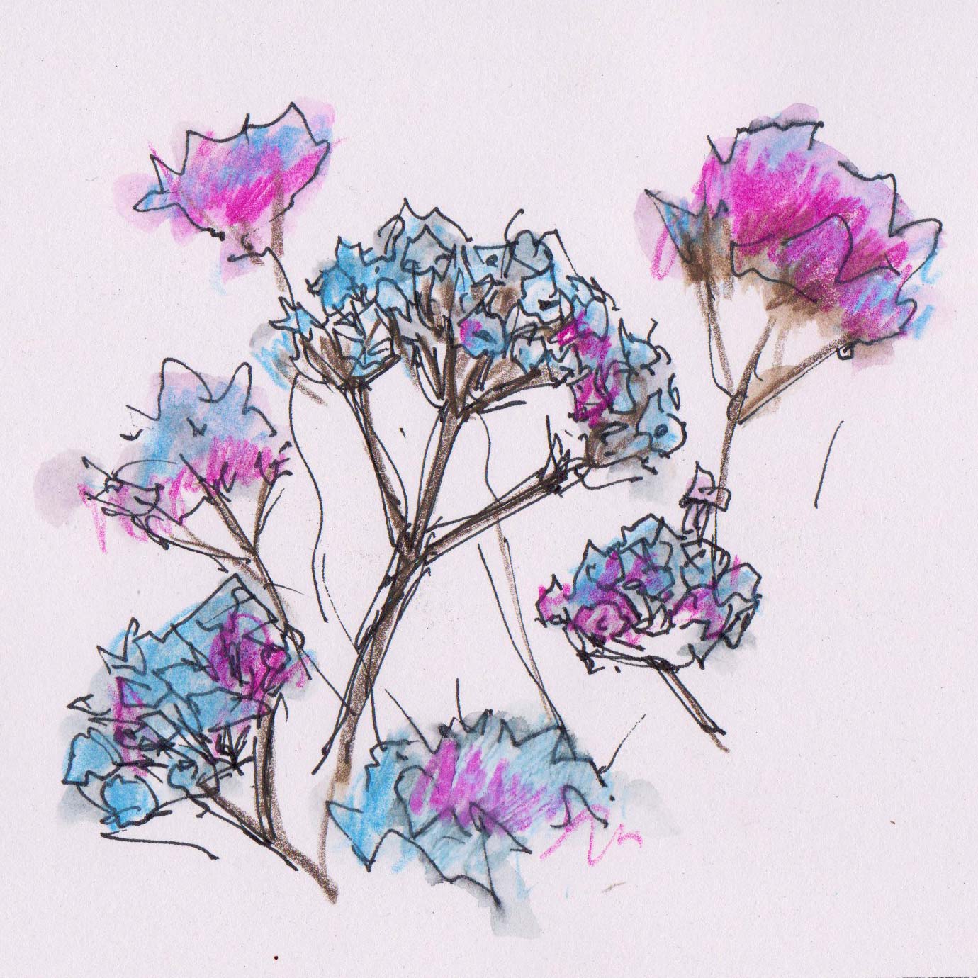 Verbena bonariensis