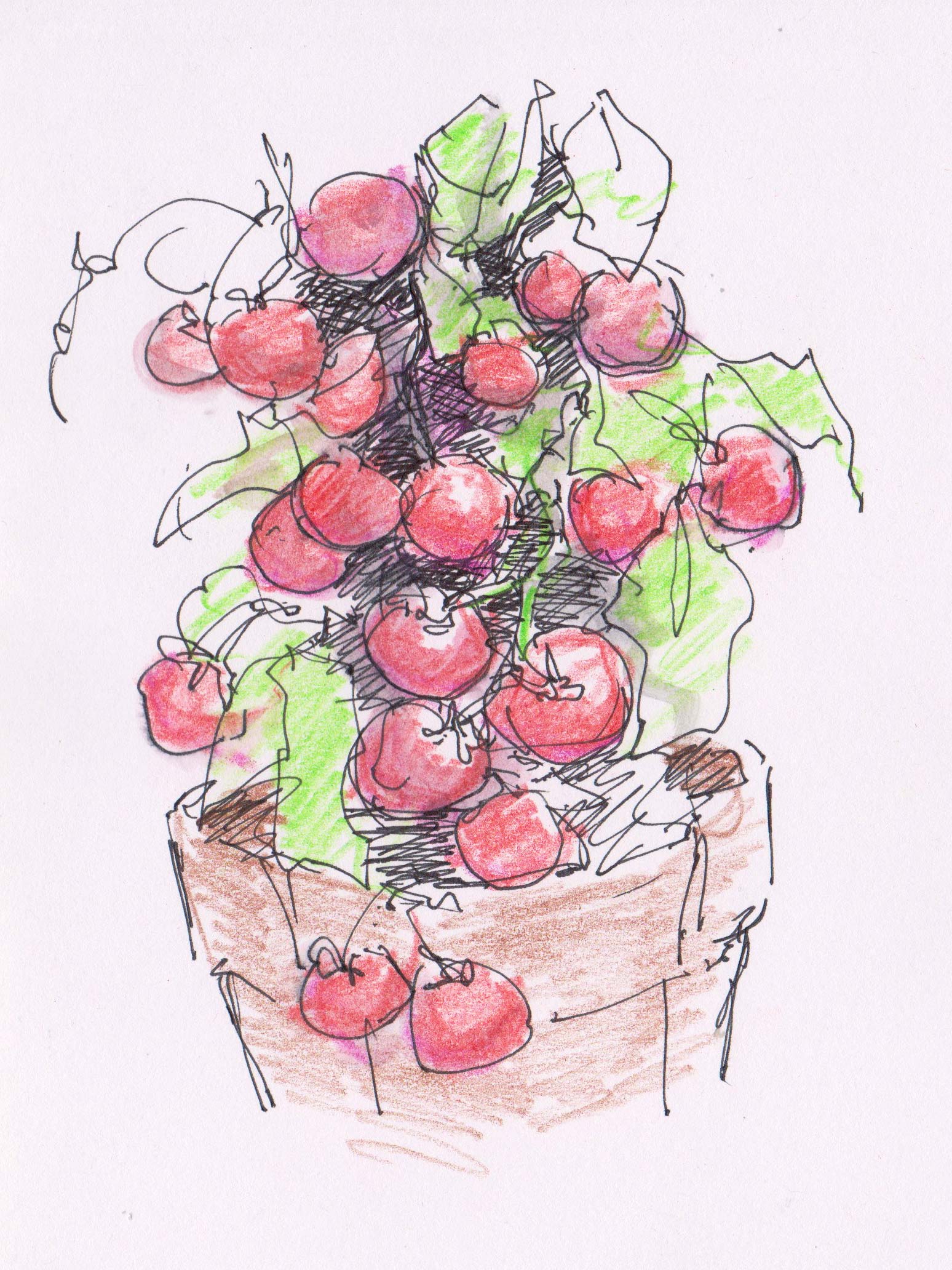 Tiny Tim Tomato