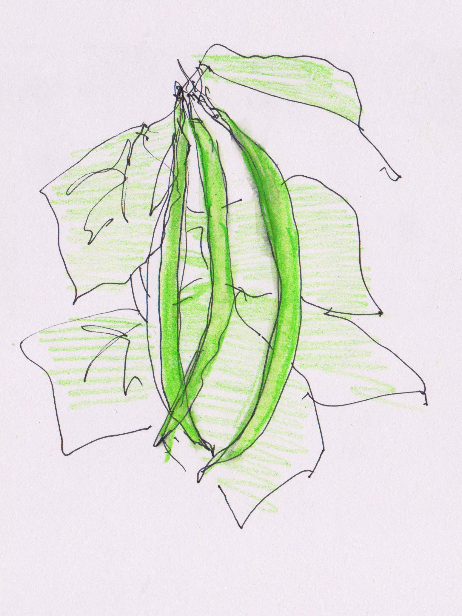 Runner Bean
