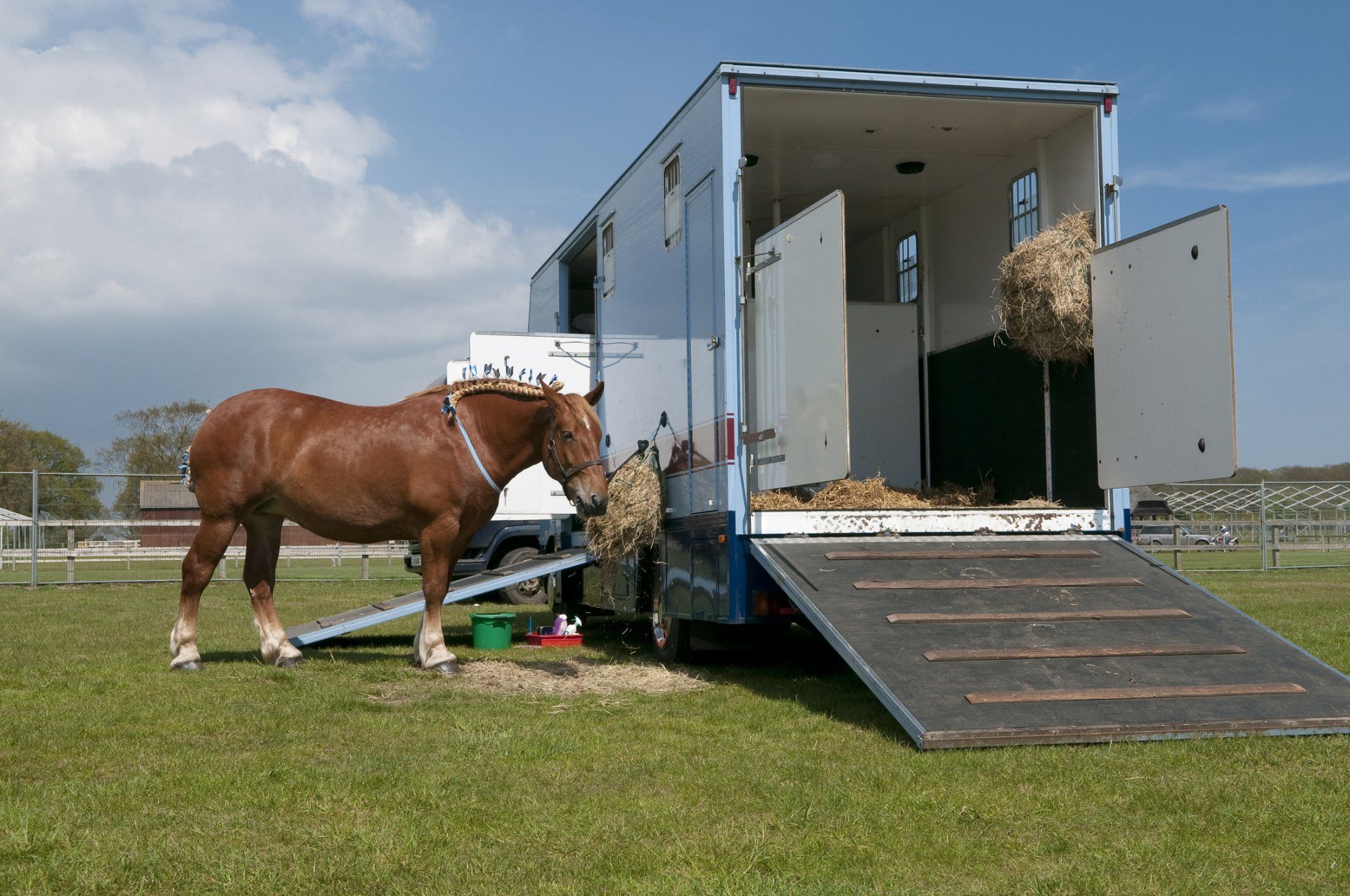 Horse Trailers — Horse beside the Truck in Anaheim, CA Horse Trailers — Horse beside the Truck in Anaheim, CA