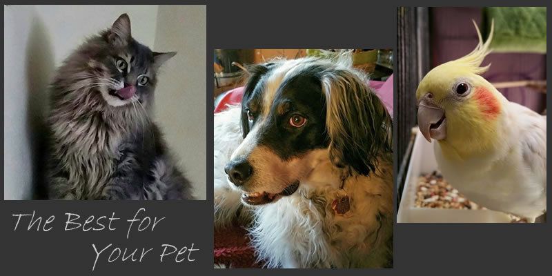 Cat licking lips, dog, and cockatiel displayed with text: 