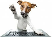 Dog with one paw raised, appearing to work on a laptop keyboard.