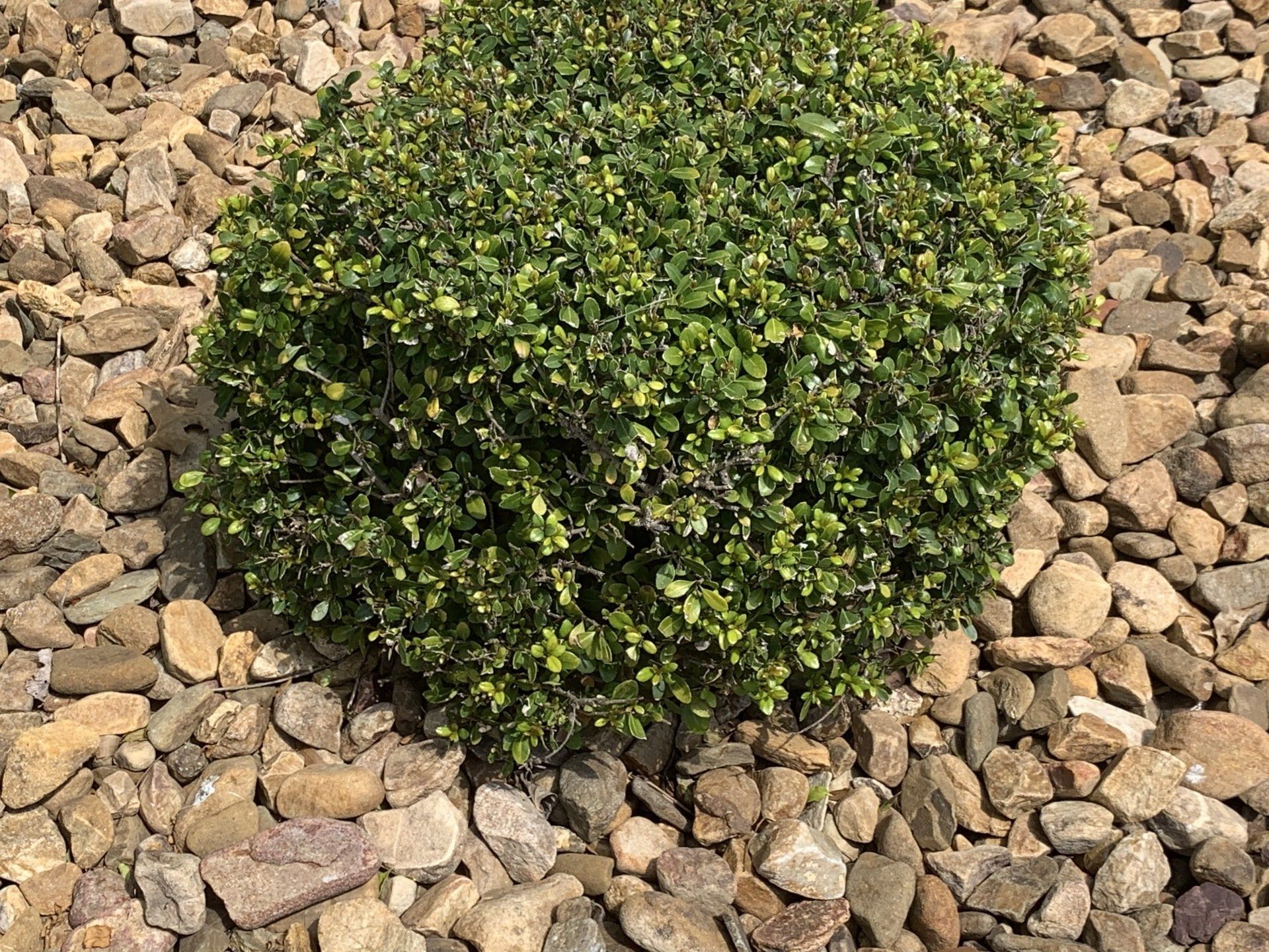 Decorative Stone in Oak Ridge, NC