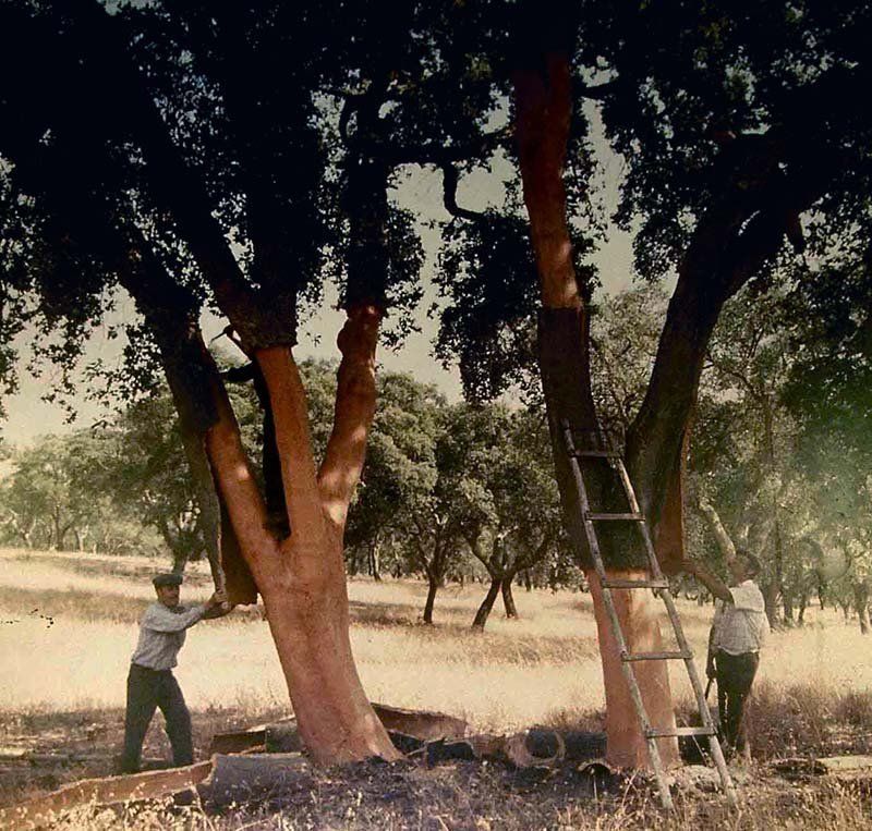 cork trees small