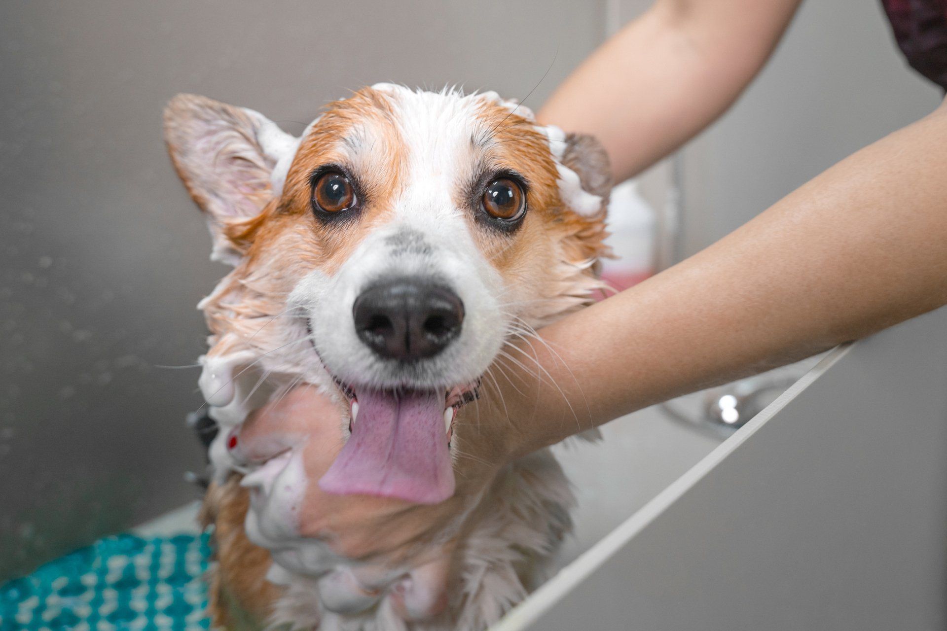 Corgi Taking A Bath — Ste. Genevieve, MO — The Doghouse Grooming Corgi Taking A Bath — Ste. Genevieve, MO — The Doghouse Grooming
