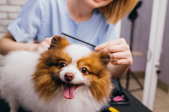 Pomeranian Chihuahua Getting A Hair Trim — Ste. Genevieve, MO — The Doghouse Grooming